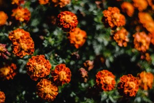 marigolds