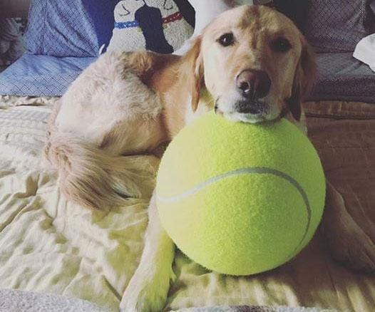 giant tennis ball for dogs