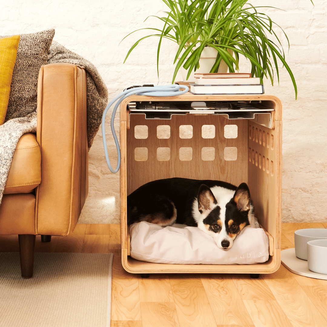 Why is Crate Training So Important?