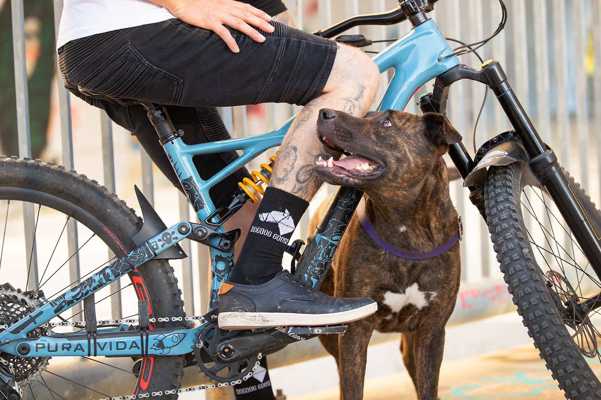 Dog standing underneath blue bike, looking up at man riding bike.