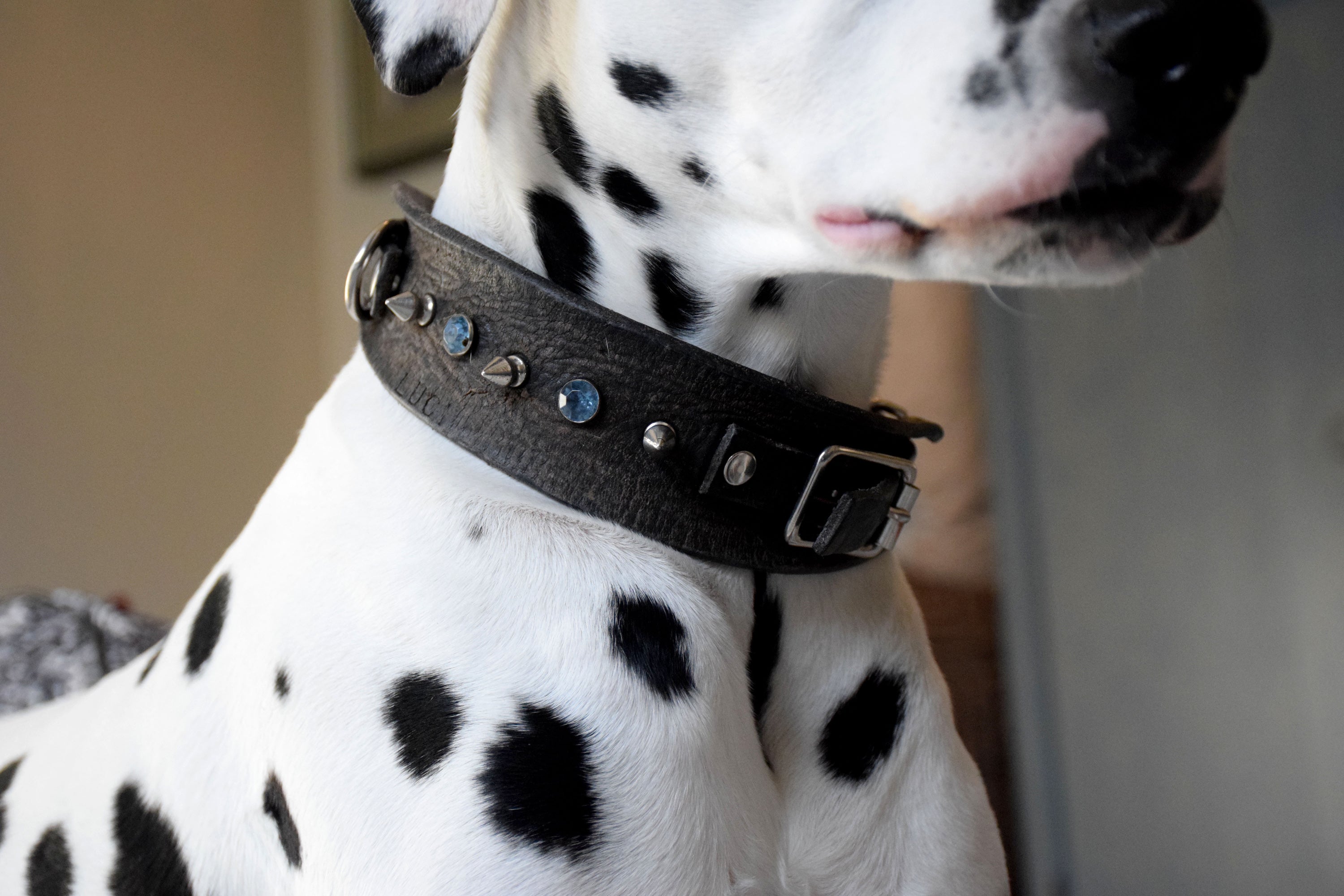 Handmade Leather Dog Collar by DogDog Goose