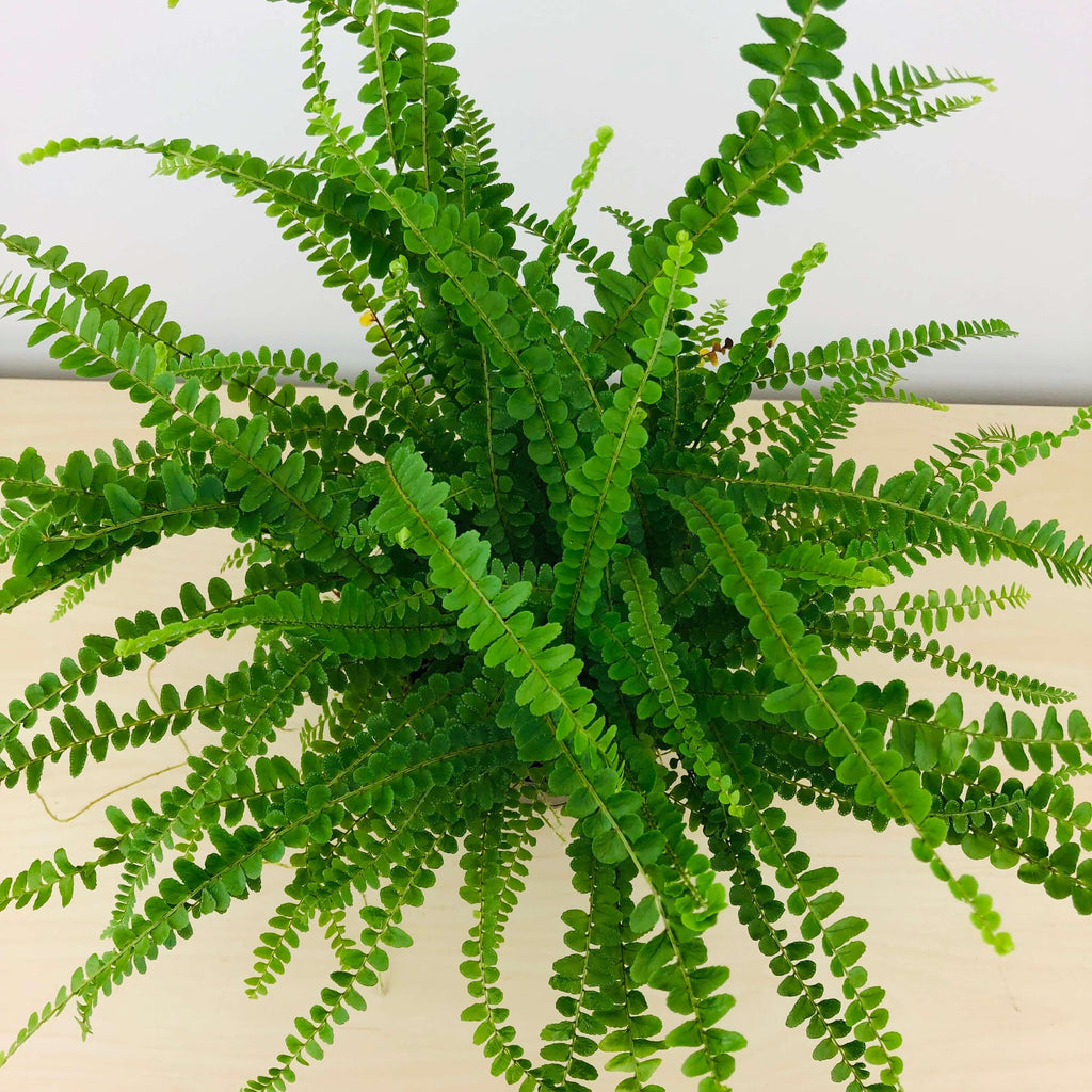 Lemon Buttons Fern - Air Purifying Plants Delivered - GreenHouse Co