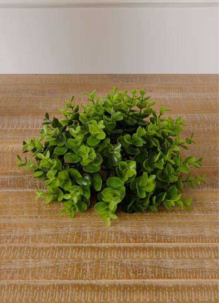 Boxwood Half Sphere by Your Hearts Delight