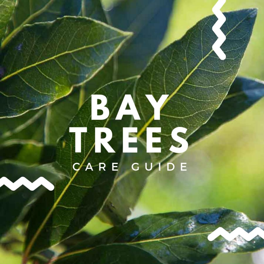 are bay leaves good for dogs