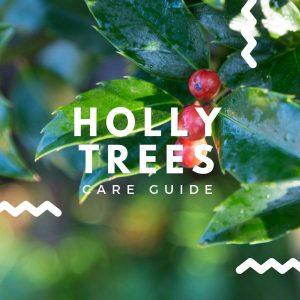 Holly Tree Care Guide How To Care For Holly Trees