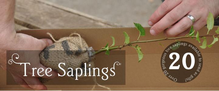 red maple saplings for sale