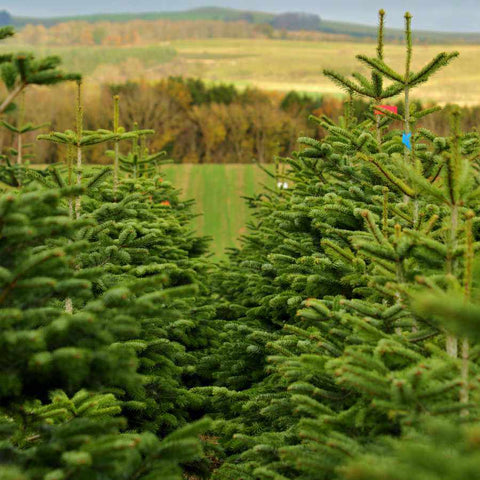 Christmas Trees in a Field