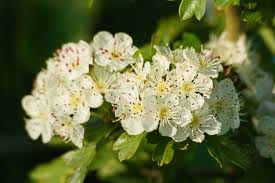 Hawthorn-tree-blossom