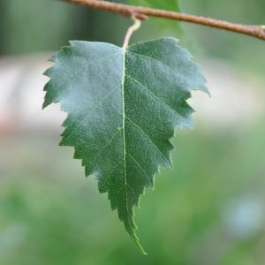 Large Silver Birch leaf