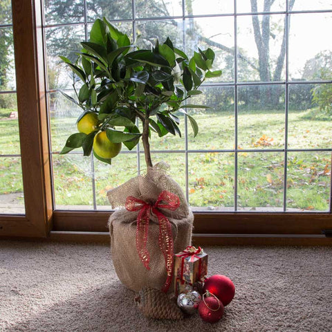 Orange Tree Gift