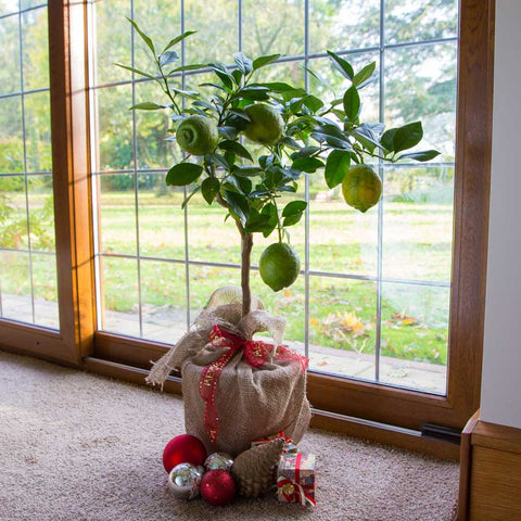 Lemon Tree Gift