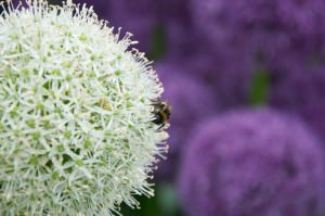 Bee at Tatton Park