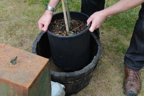 Tree planting in a pot