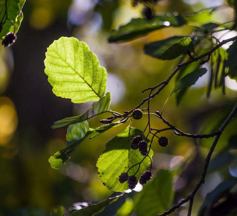 Alder tree leaves