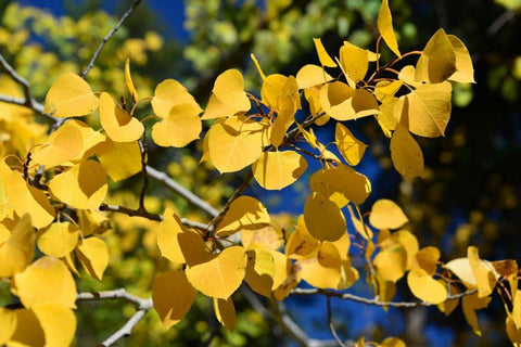 Autumn Aspen Leaves