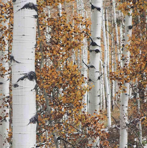 Autumn Aspen Tree