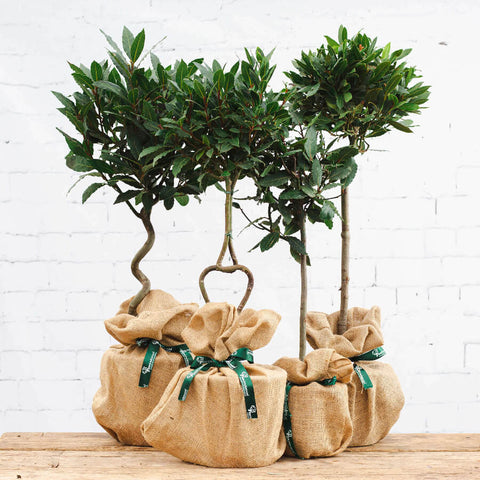 image of a trio of Bay Tree Gifts wrapped in Christmas wrap