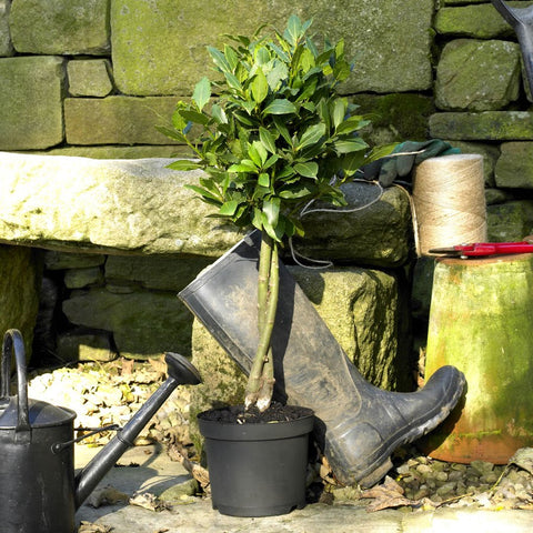 Olive tree with wellies