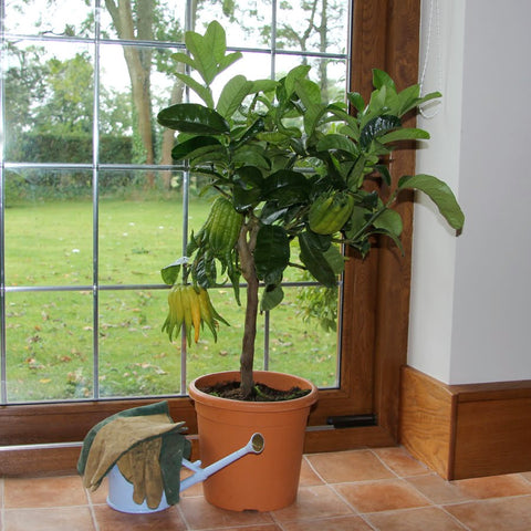 Buddhas Hand Tree Gift