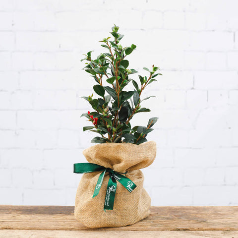 an image of a Yuletide Camellia Tree gift in Christmas Wrap
