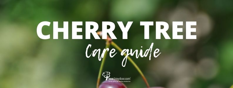 Cherry Tree Care