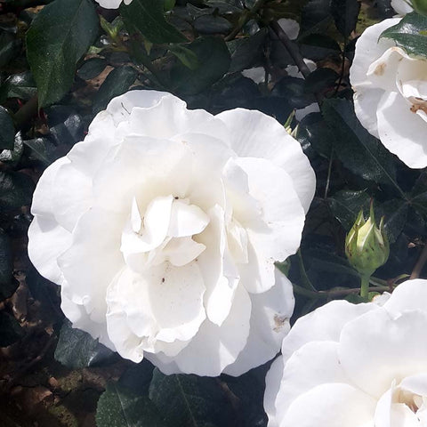 White wedding climbing rose