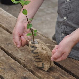 Crab Apple Sapling in a Jute Bag