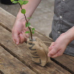 Crab Apple Tree Gift