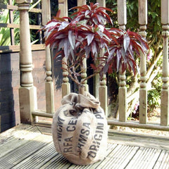 Dwarf Fruit Trees in Pots