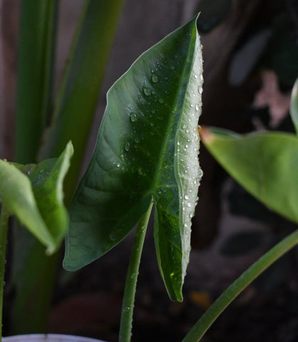 How to Care for Elephant Ear Plants Humidity