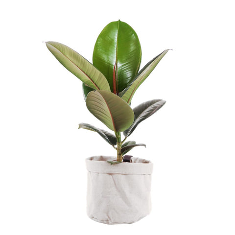 Rubber Plant Gift