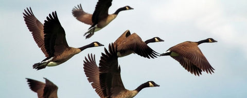 Winter weather folklore - geese flying south for the winter