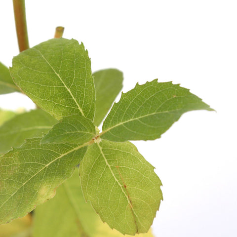 Grey Willow Tree Leaves