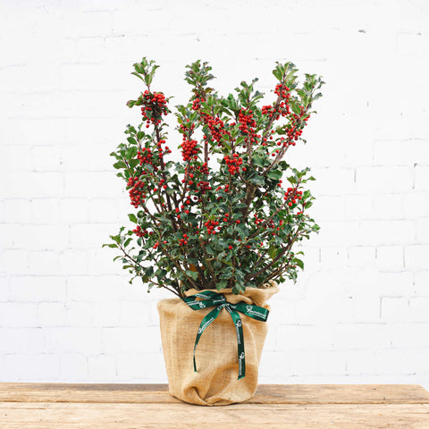 Holly Bush Gift