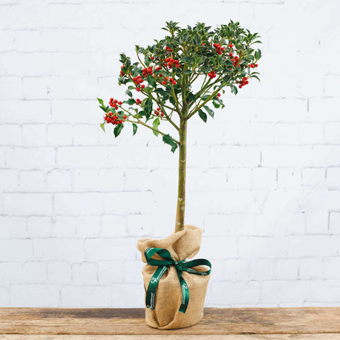 Image of a Christmas Holly Tree Gift with Christmas wrap