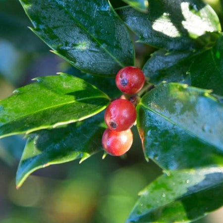 Holly Tree Gift