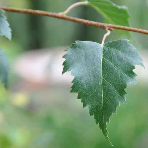 Silver Birch Tree Leaf