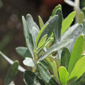 Olive Tree Leaves up close
