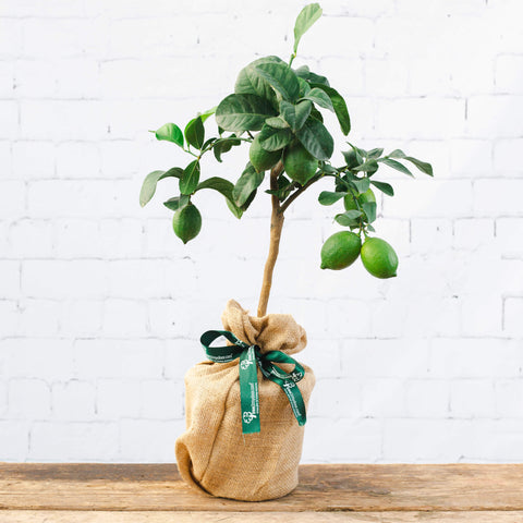 image of a Mini Lemon Tree Gift in Christmas wrap