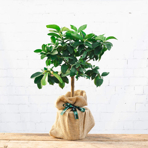 image of a Lemon Tree Gift wrapped in hessian