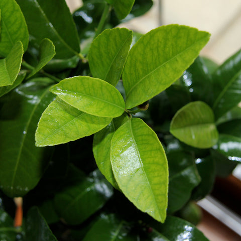 Satsuma Tree Foliage