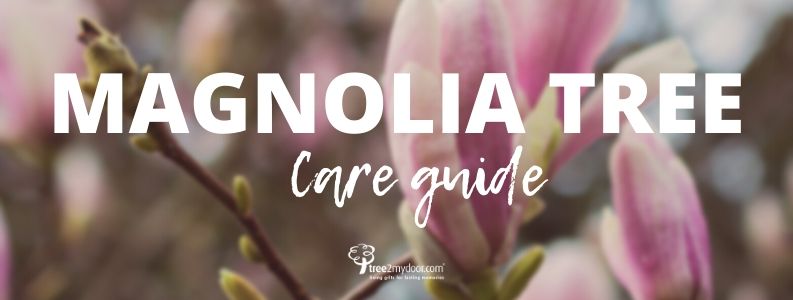 Magnolia Tree Care Guide
