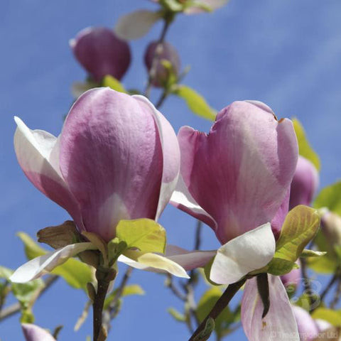 Tulip Magnolia Tree Gift