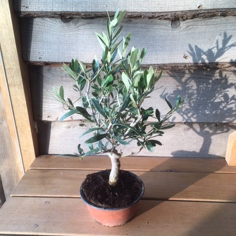 mini olive tree gift