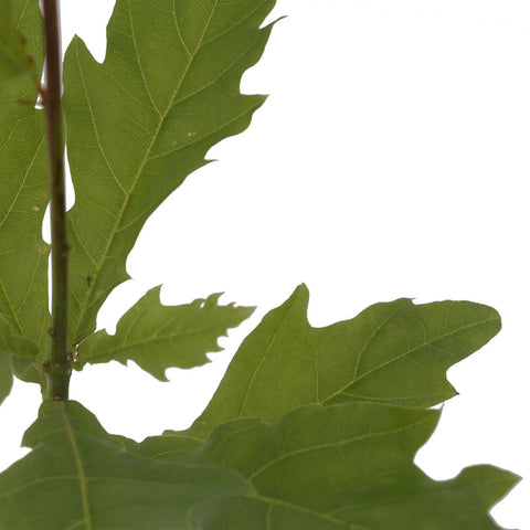 Oak Tree Leaves