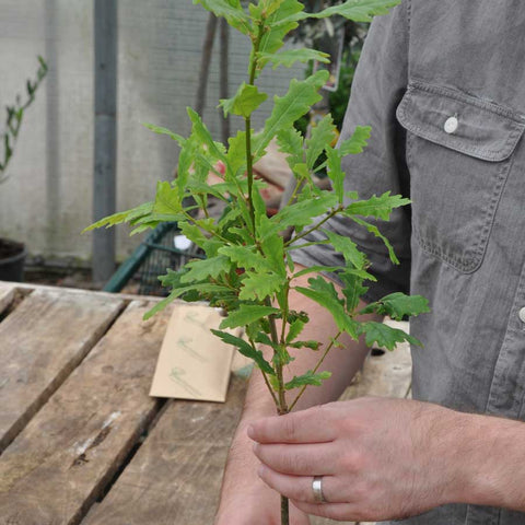 Oak Tree Sapling