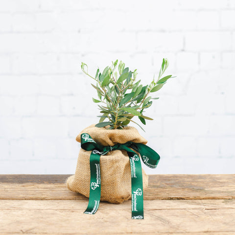 Mini Olive tree gift