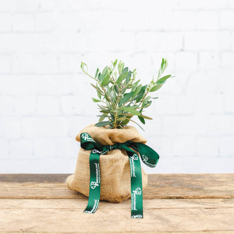 Image of a Christmas Olive Bush with Christmas wrap