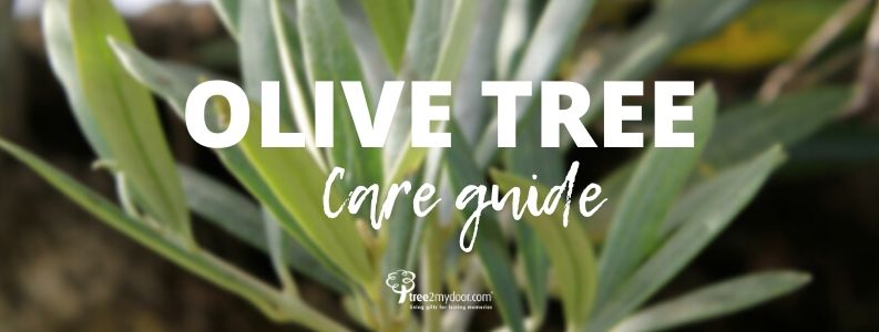 Olive Tree Care Guide