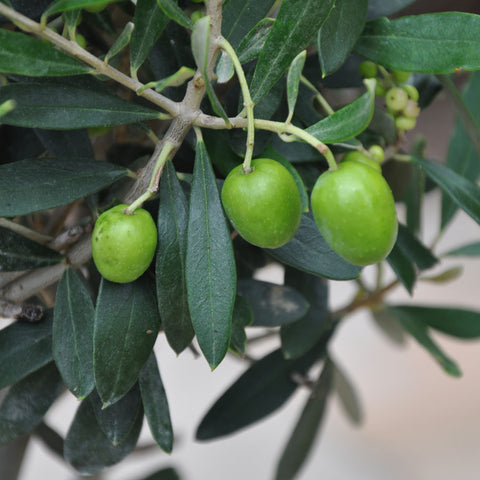 Olive (Olea europaea), Olive Tree Facts